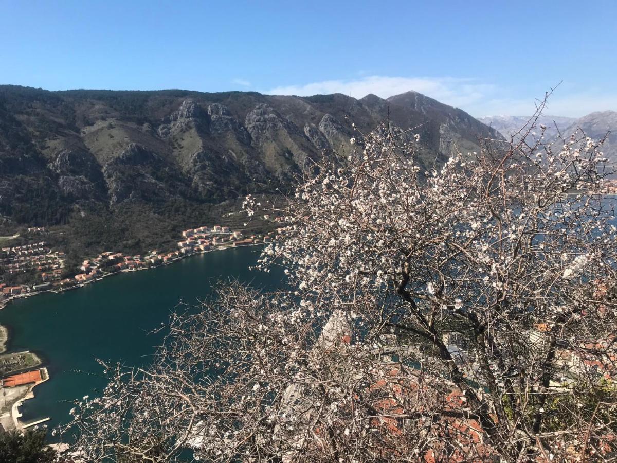 Romantic Rooftop View Hideaway- Old Town Nr 404 Apartment Kotor Bagian luar foto